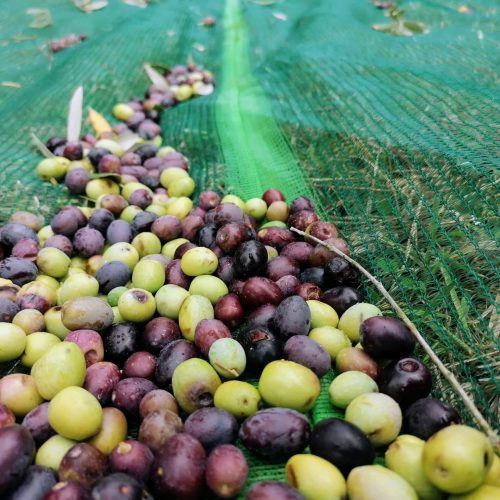 olive harvest